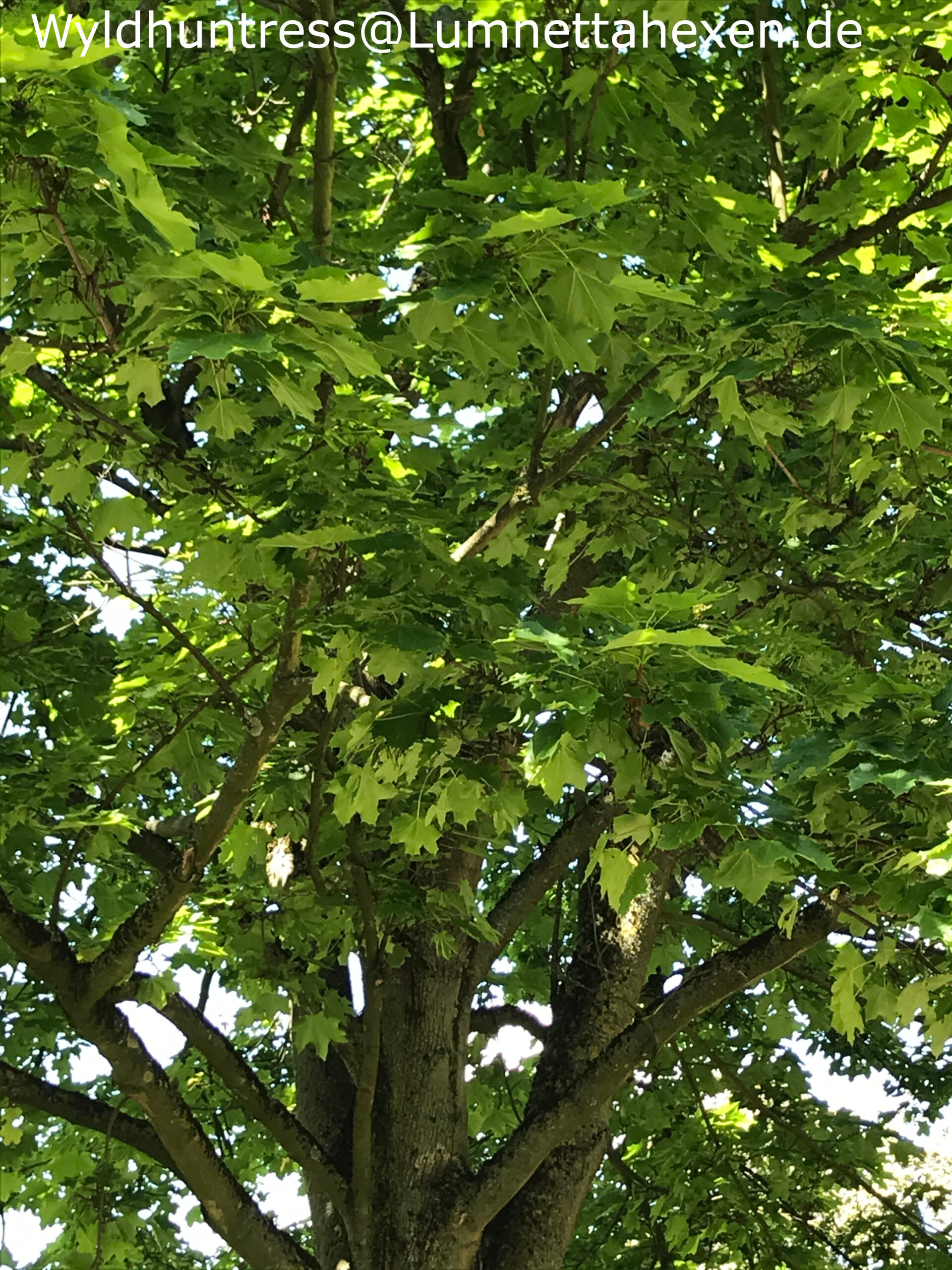 Baumbegegnungen – Der Ahorn (Acer)