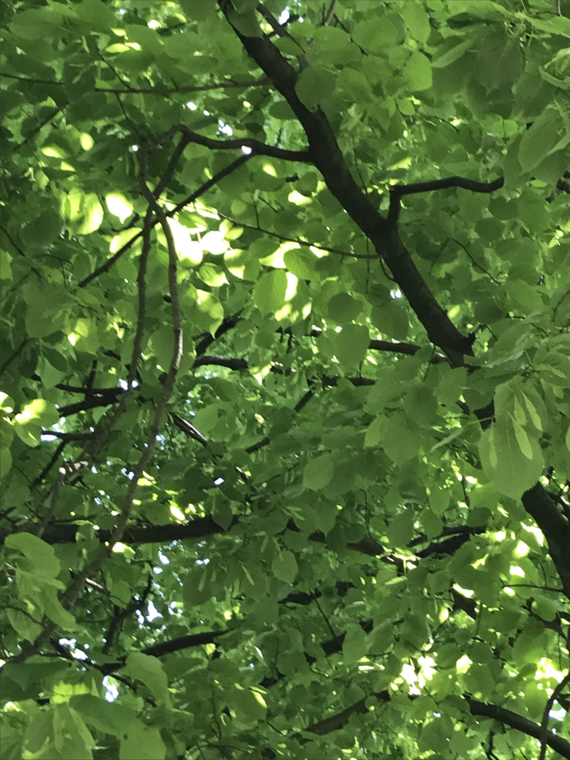 Baumbegegnungen – Die Linde (Tilia)